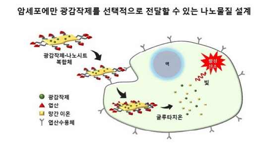 빛을 이용한 광감작제-나노시트 기반의 능동적 암세포 표적 광역동치료 모식도(자료 : 미래부)